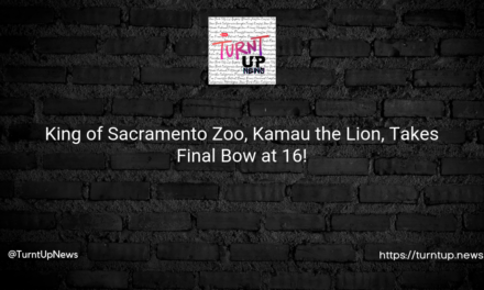 🦁💔 King of Sacramento Zoo, Kamau the Lion, Takes Final Bow at 16!