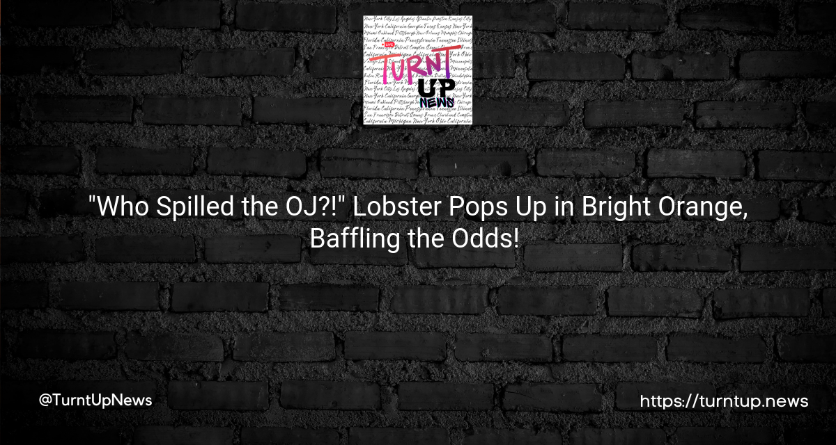 🦞🍊 “Who Spilled the OJ?!” Lobster Pops Up in Bright Orange, Baffling the Odds! 🤯