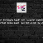 :🦆 QUACK-tastrophe Alert! 🚨 Bird Botulism Outbreak at California’s Tulare Lake – Will the Ducks Fly South? 🤔