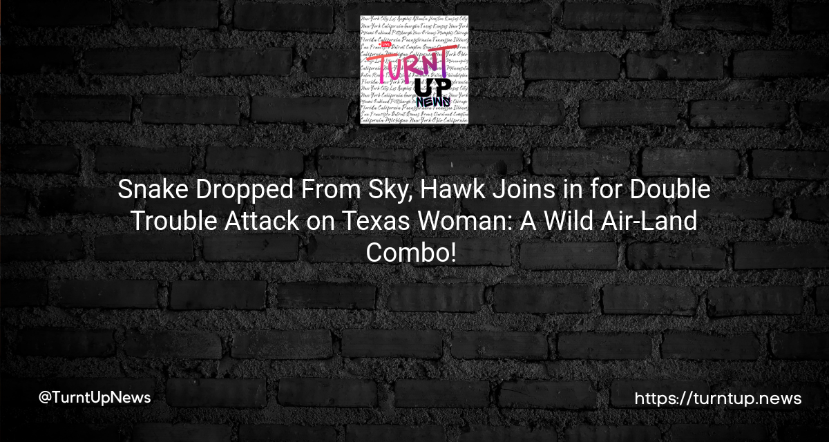 🐍✈️ Snake Dropped From Sky, Hawk Joins in for Double Trouble Attack on Texas Woman: A Wild Air-Land Combo! 🦅💥