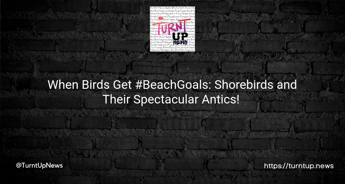 🐦 When Birds Get #BeachGoals: Shorebirds and Their Spectacular Antics! 🌊