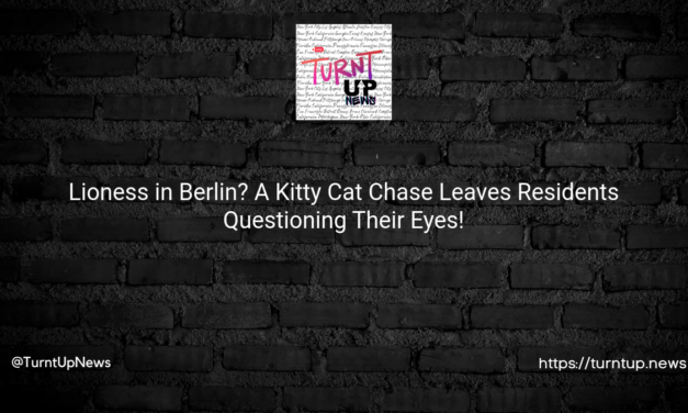 🦁Lioness in Berlin? A Kitty Cat Chase Leaves Residents Questioning Their Eyes!👀
